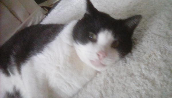 To think my cat is an ungrateful little furry thing