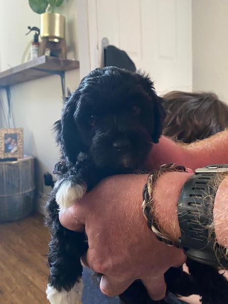 AIBU to call our new puppy Socks?
