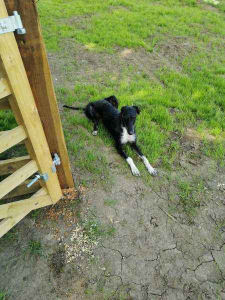 How long until you enjoyed your puppy?