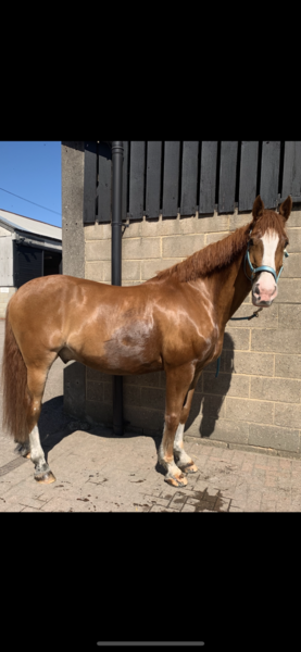 I dumped my BF and bought a horse (photo)