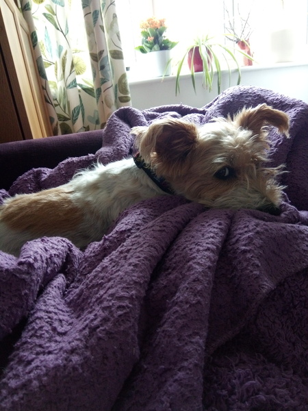 Desperate for a dog - advice please