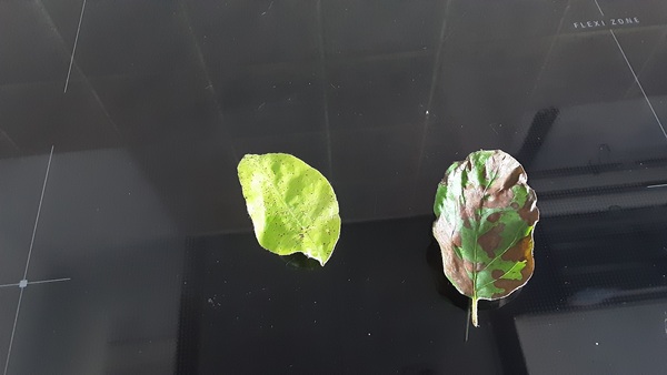 Help with quince tree disease