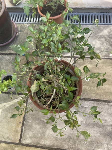 What's wrong with my chilli plant?