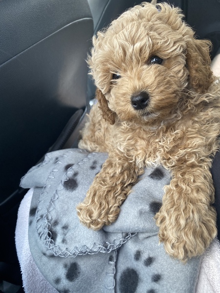 Puppy Survival Thread - June/July