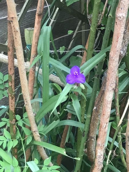 What is this flower/plant