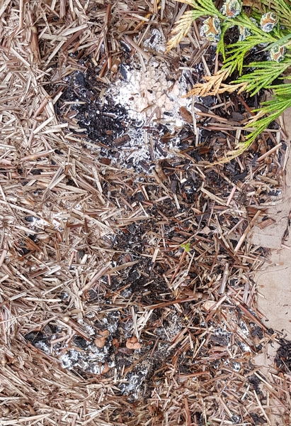 Help! What are these white patches on my flowerbed?