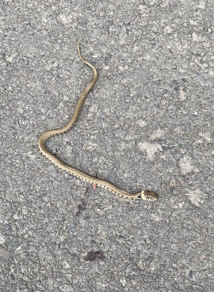 Help identify this snake