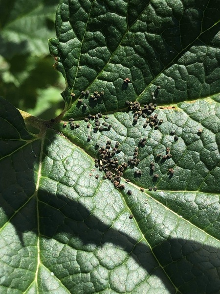 insect egg id