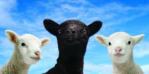 To think people crying ‘Freedom’ today are stupid sheep…