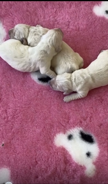 Getting our pup in 7 weeks.. what do I buy?!