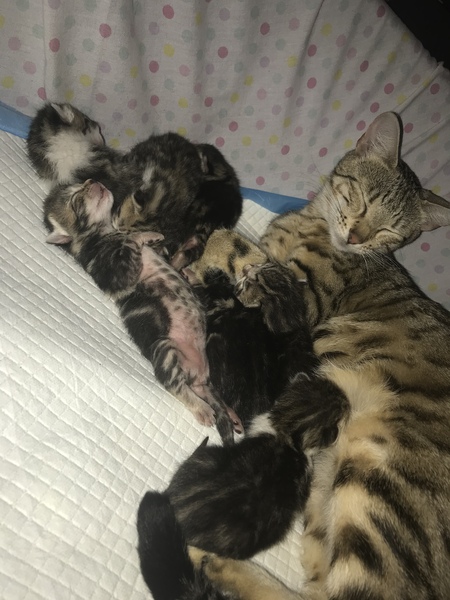 Newborn kittens arrived today!