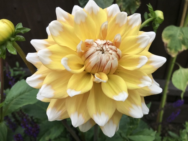 First time growing Dahlias . . .