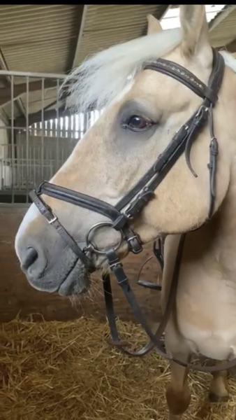 I dumped my BF and bought a horse (photo)