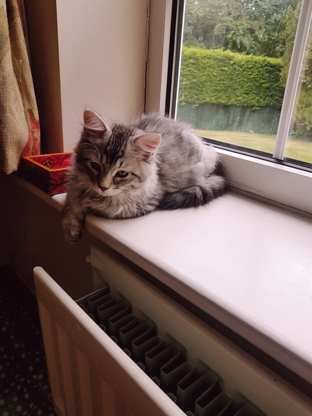 Come one! Come all! New kitten pics