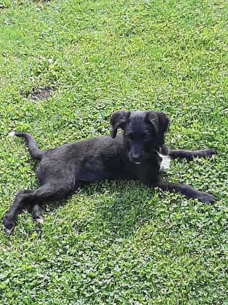 Puppy Survival Thread - June/July