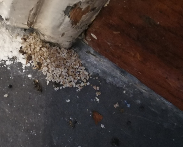 Please help me identify these gross bug eggs in the kitchen!!