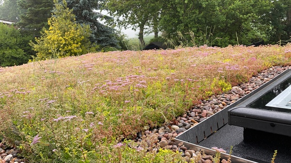 Has anyone got a green roof? Do you like it?