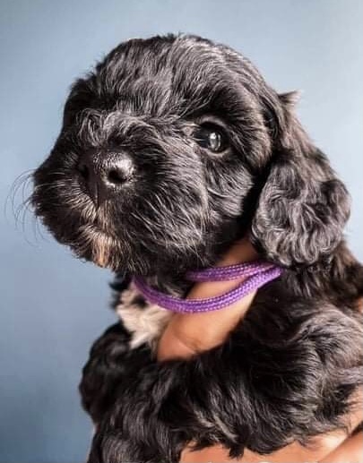 AIBU to call our new puppy Socks?
