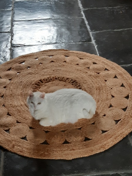 What's your DCat up to today? (Thread 8)