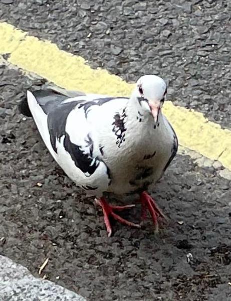 I Love Pigeons