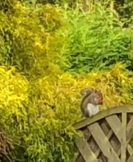 Swagger Inn 169 - Sod this for a game of --soldiers-- Musketeers - let's go somewhere hot and sunny.