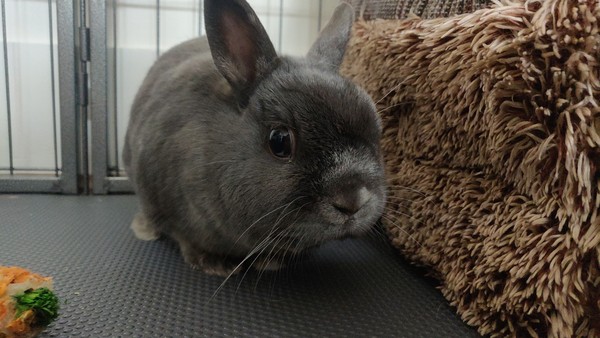 PTS my little grey furball