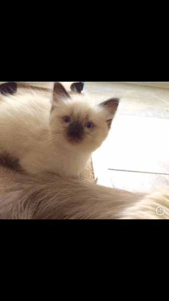 What colour is my ragdoll?