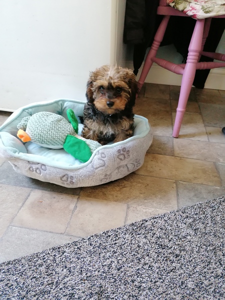 Puppy with amputated leg.. 2