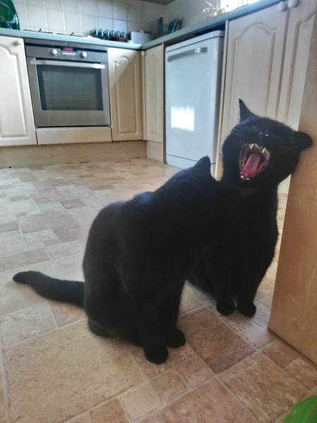 How would you 'refresh' this 90s style kitchen?