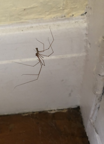 To Keep A Handy Spider in the House?