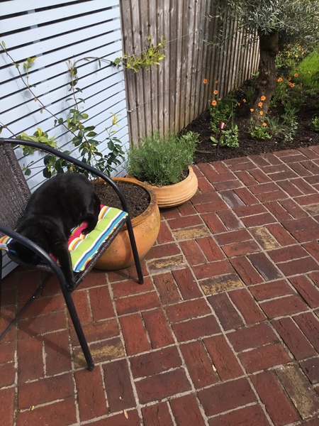 Suggestions for paving a small patio