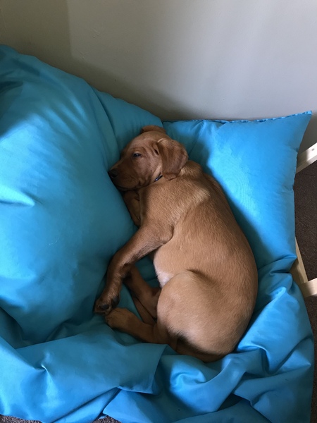 Puppy Survival Thread - June/July