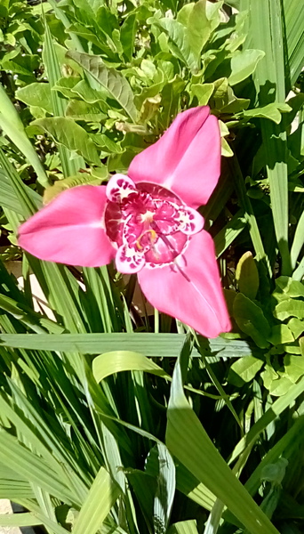 Lily or iris?