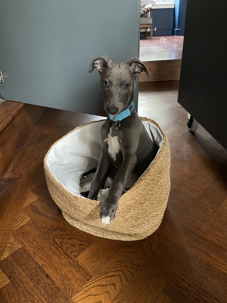 Whippet Puppy
