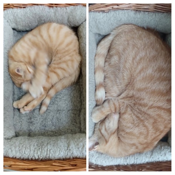 Chez Ollie - The Not My Cats of many colours edition - All welcome