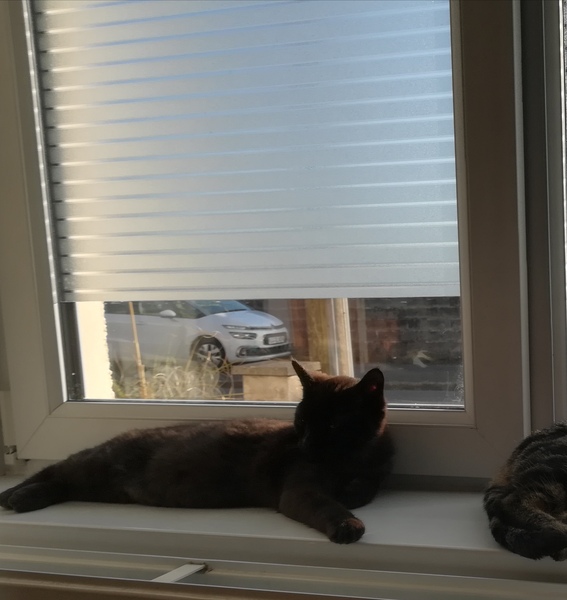 To really wish net curtains were back in fashion