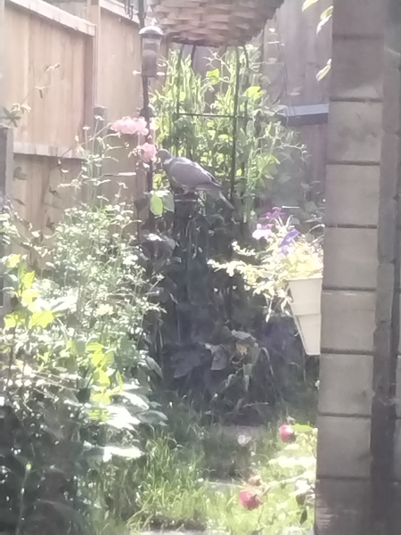 I Love Pigeons