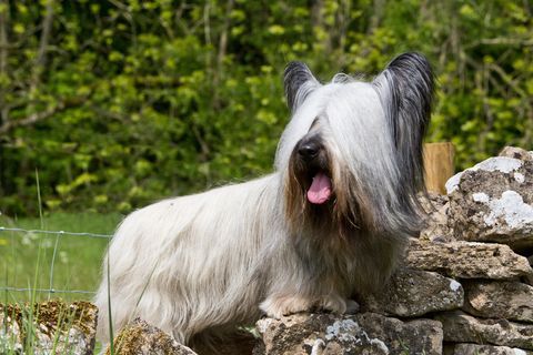 Doggie holiday pics