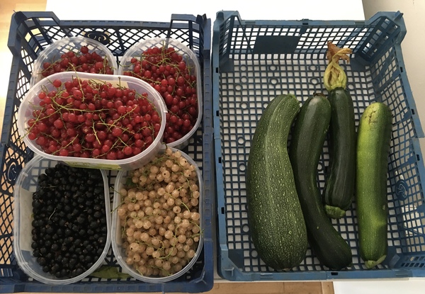 Allotment/Veg patch Thread 17 - onwards and upwards