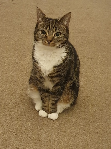 To think my cat is an ungrateful little furry thing