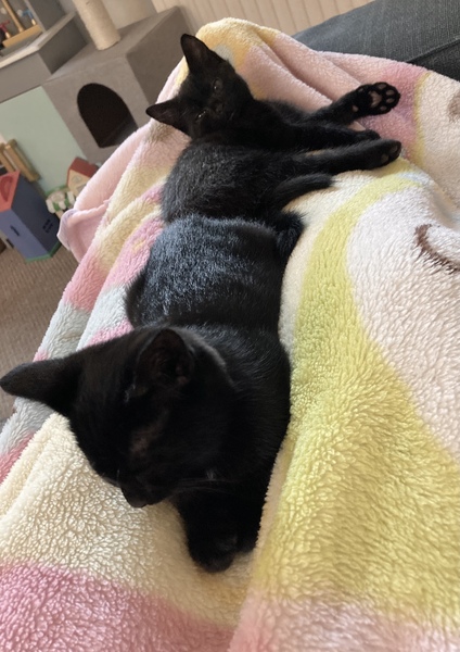 Chez Ollie - The Not My Cats of many colours edition - All welcome