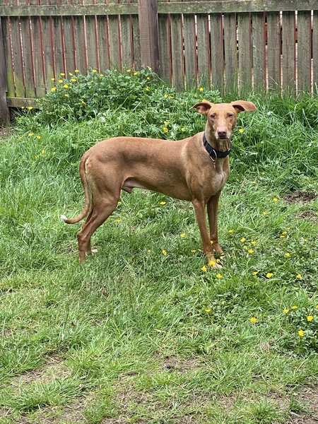 What's your dream breed?