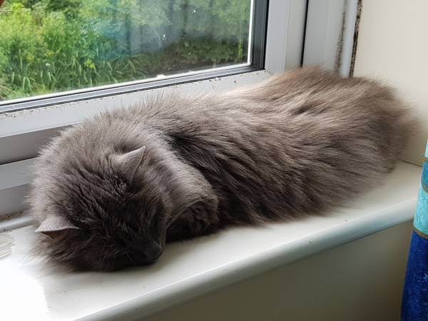 What's your DCat up to today? (Thread 8)