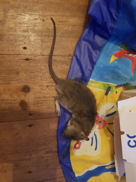 Big mouse or small rat? Photo included