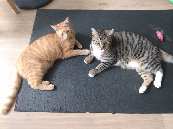 Chez Ollie - The Not My Cats of many colours edition - All welcome