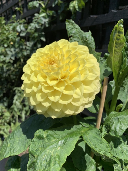 First time growing Dahlias . . .