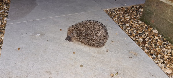 Hedgehog debate in parliament tomorrow