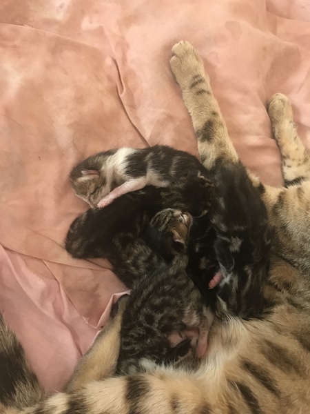 Newborn kittens arrived today!