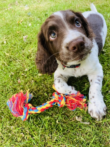 Help - puppy yapping all of a sudden?