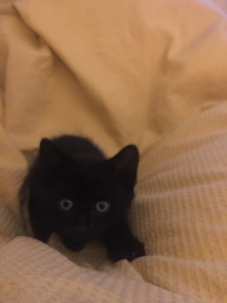 So I have rescued a kitten